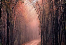 摩纳哥挫败蒙彼利埃，全队士气大振